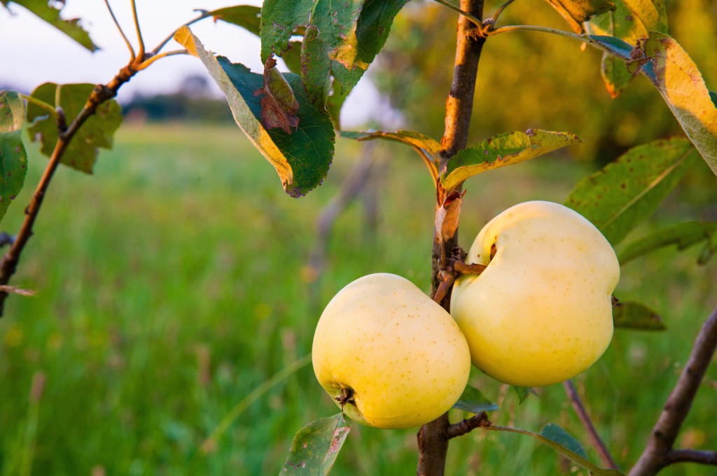 apples on tree