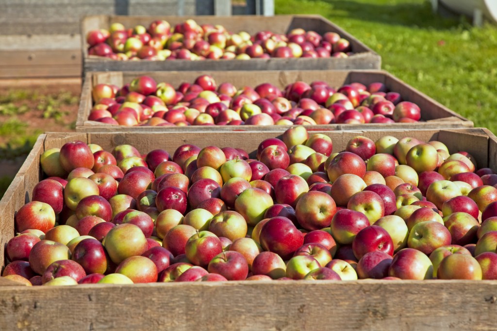 Apple Harvest