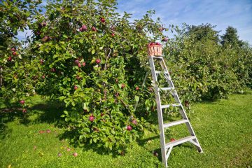 Best Apple Farms Near Boston image