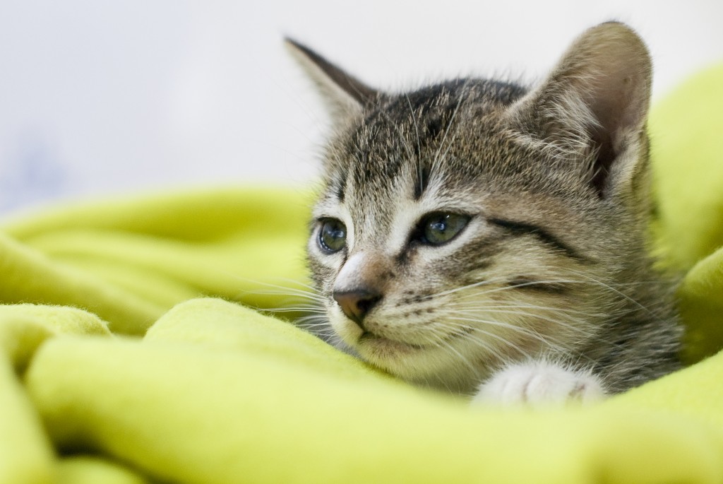 Sleepy cat wrapped in a green blanket.
