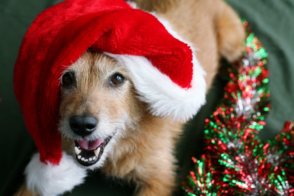 photodune-946694-dog-in-santa-hat-with-happy-grin-l