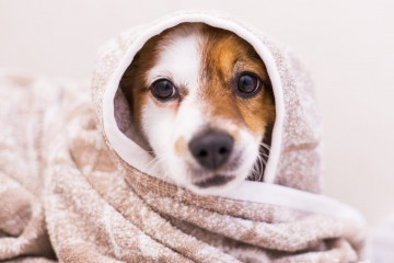 pets at 30 dalton