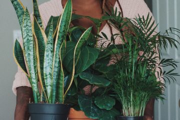The Best Apartment Plants for Your Home at 30 Dalton image