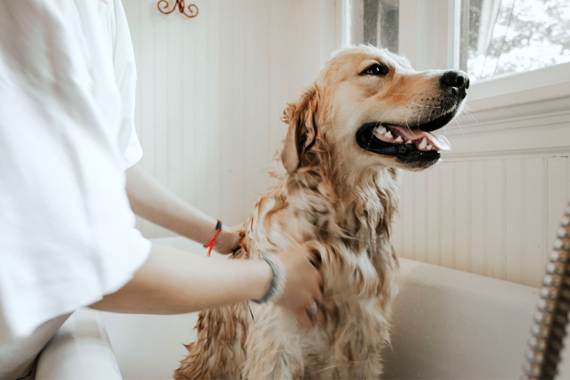Back Bay Dog Groomers To Keep Your Pup Looking Fresh image