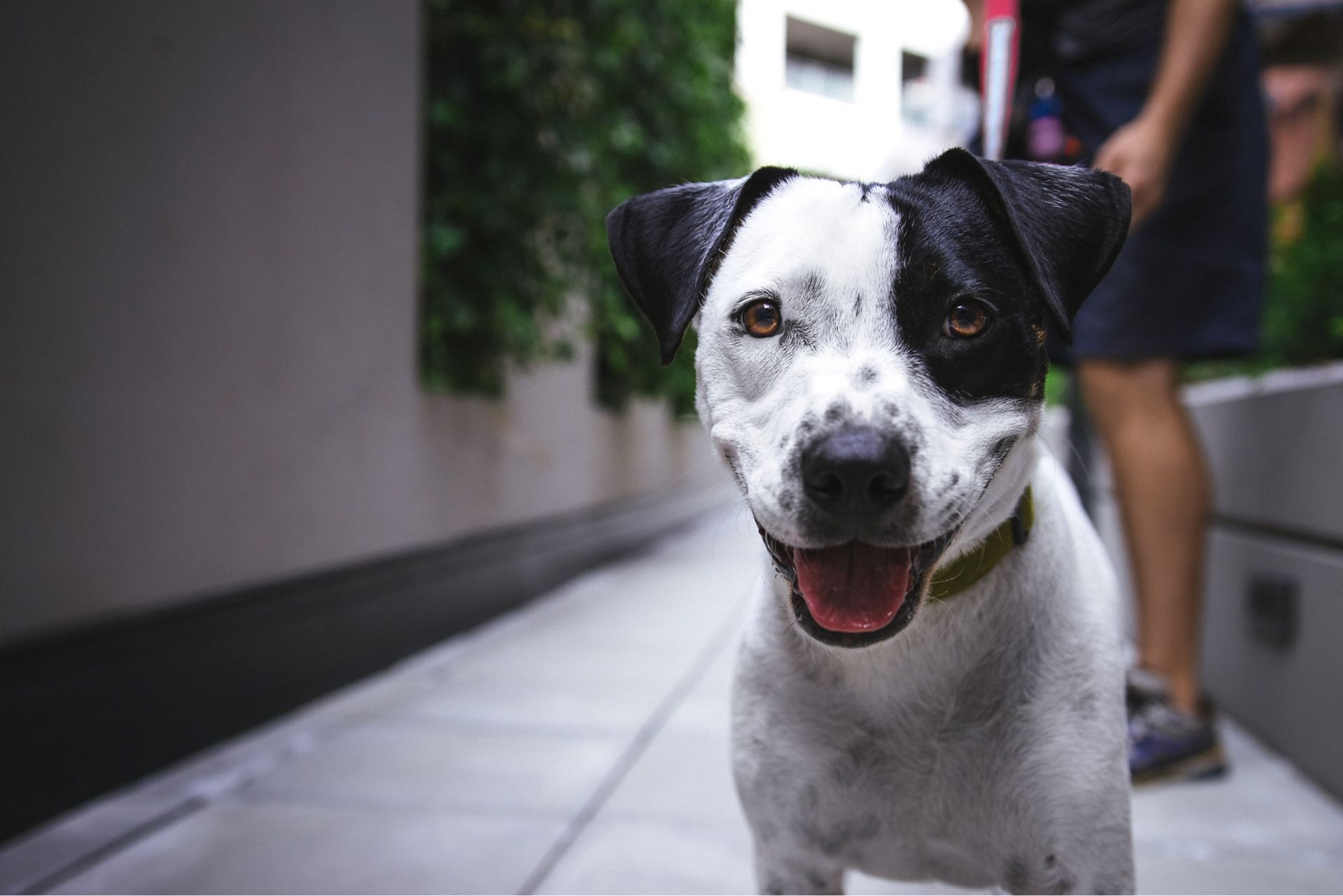 4 Ways to Pamper Your 30 Dalton Pet for National Dog Day image