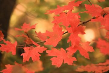 fall near 30 Dalton