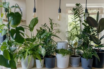 5 Perfect Indoor Plants to Brighten up your 30 Dalton Home image