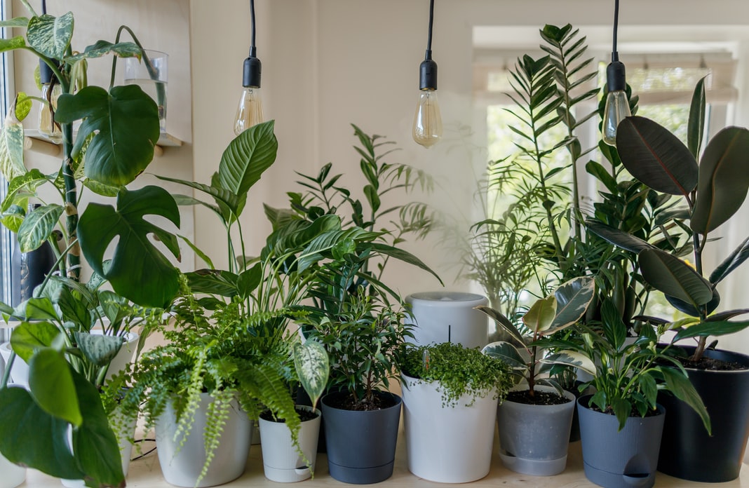 5 Perfect Indoor Plants to Brighten up your 30 Dalton Home image