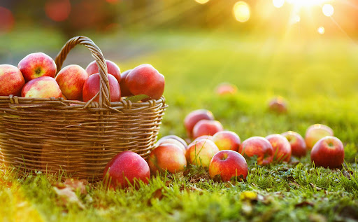 4 Fall Activities to Enjoy around Back Bay This Season image