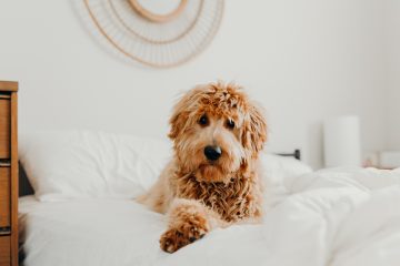 3 Reasons 30 Dalton is the Perfect Pet Friendly Home image