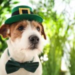 A brown-and-white colored dog wearing a green St. Patrick's Day themed hat and bowtie in front of tall grass.